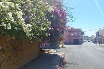 La tertulia La Buganvilla se queda sin sombra